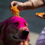 Celebrating the Sacred Bond: A Pet Parent's Guide to Kukur Tihar 2025